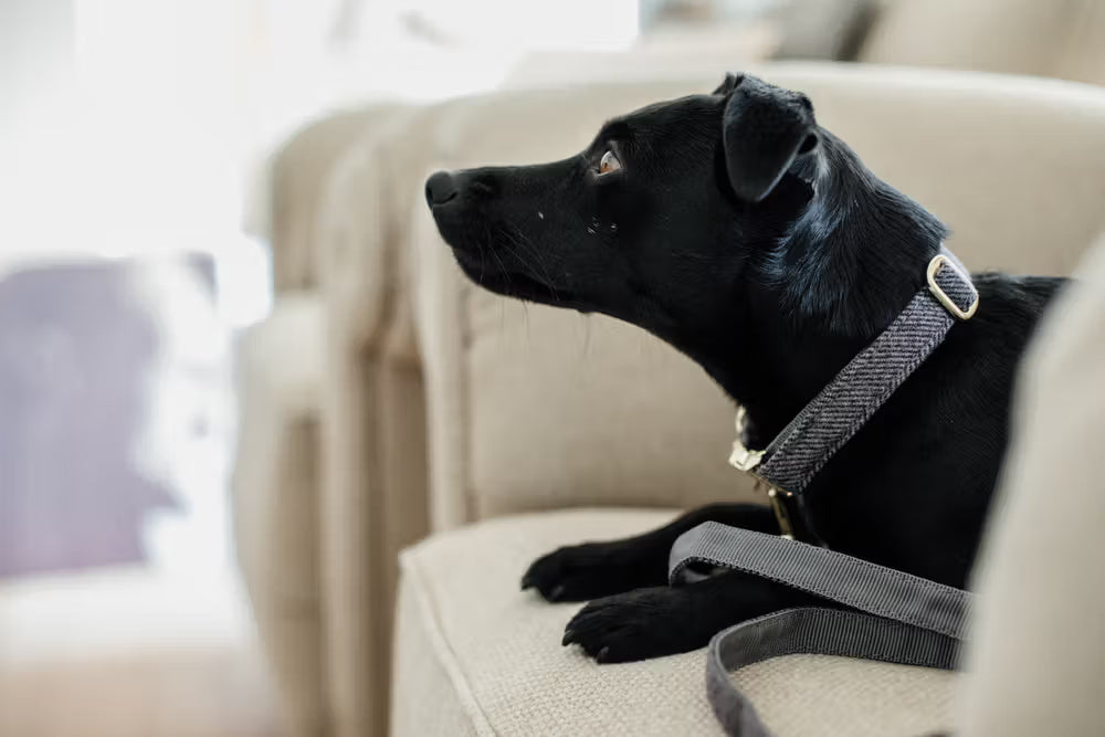Kentucky Horsewear Dog Collar Wool