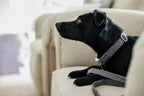 Kentucky Horsewear Dog Collar Wool