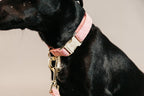 Kentucky Horsewear Dog Collar Wool
