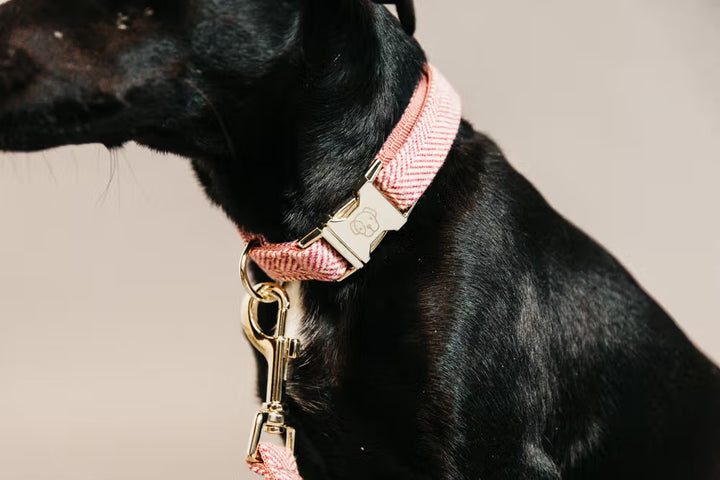 Kentucky Horsewear Dog Collar Wool