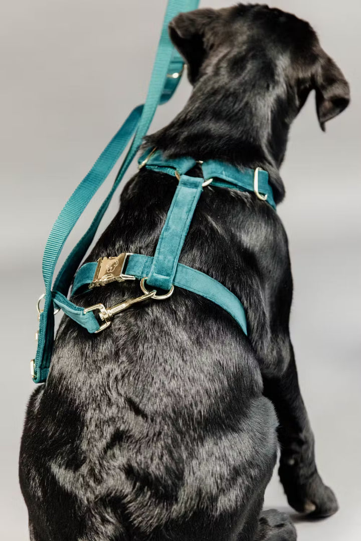 Kentucky Horsewear Dog Lead Velvet 200Cm