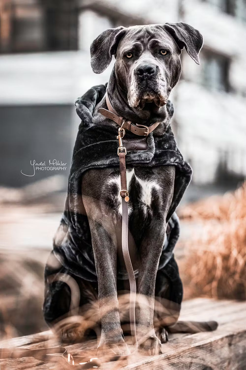 Kentucky Horsewear Dog Lead Velvet Leather