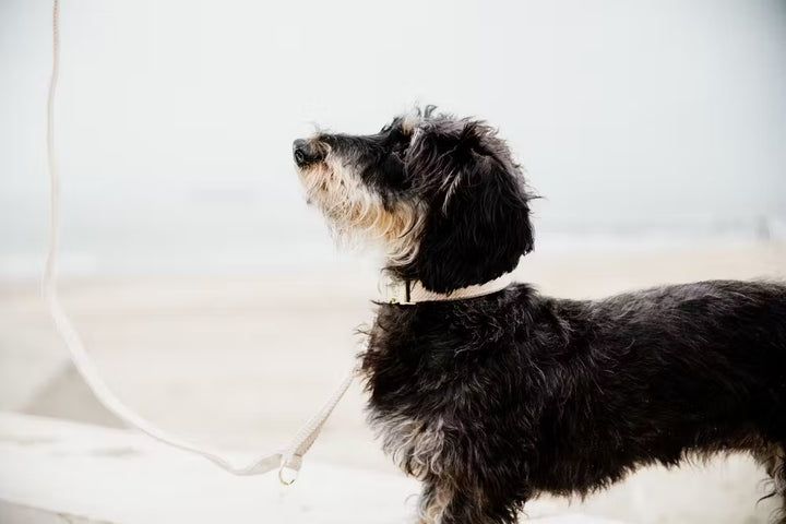 Kentucky Horsewear Dog Lead Wool