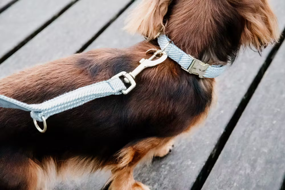 Kentucky Horsewear Dog Lead Wool