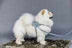 Kentucky Horsewear Dog Lead Wool