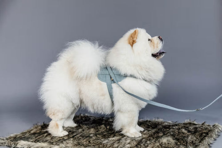 Kentucky Horsewear Dog Lead Wool