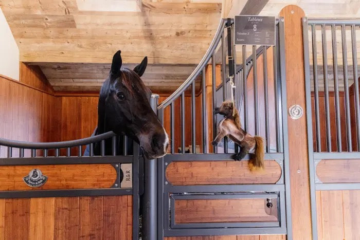 Kentucky Horsewear Relax Horse Toy Tableux