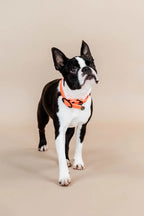Kentucky Horsewear Dog Collar Soft Rubber