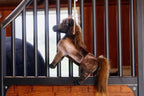 Kentucky Horsewear Relax Horse Toy Tableux
