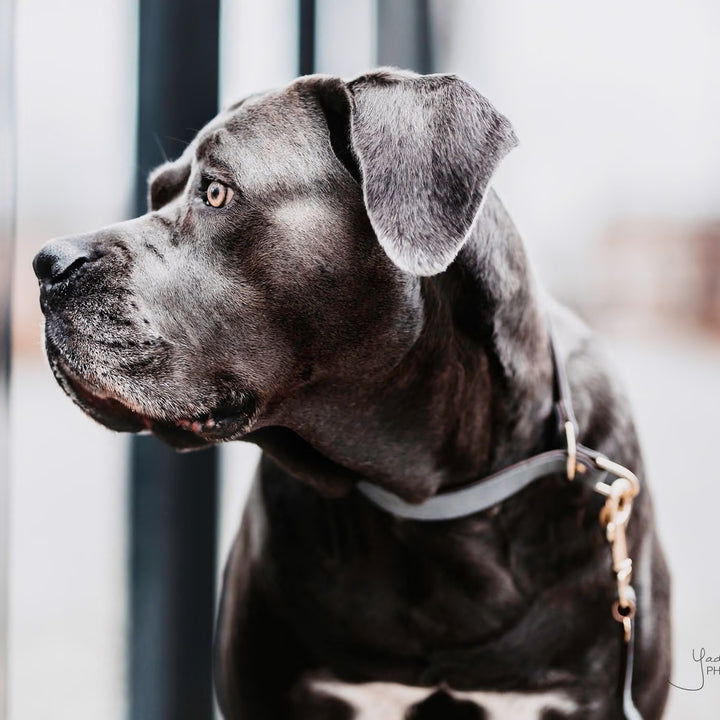 Kentucky Horsewear Dog Collar Loop