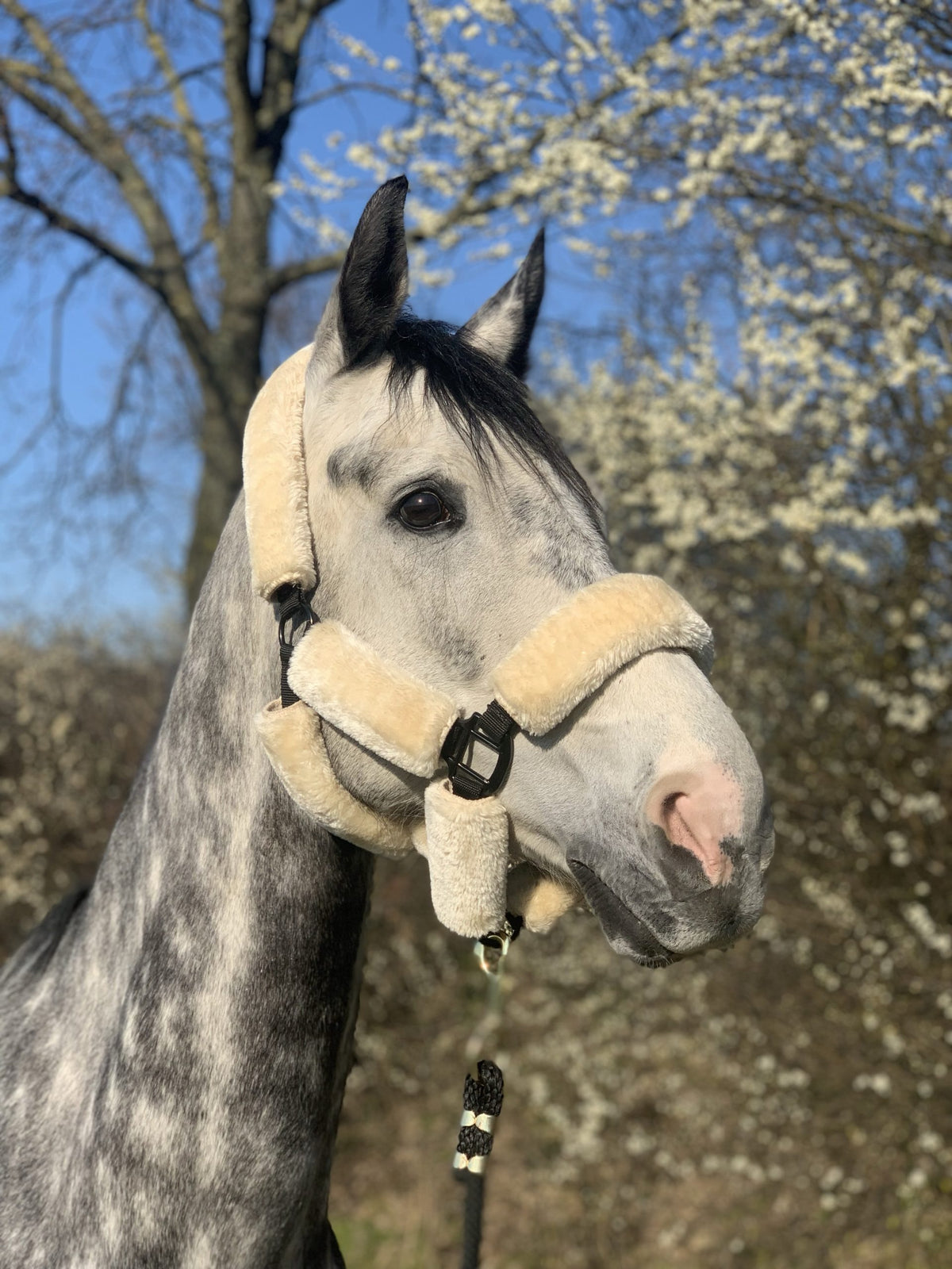 One Equestrian Headcollar with Synthetic Wool