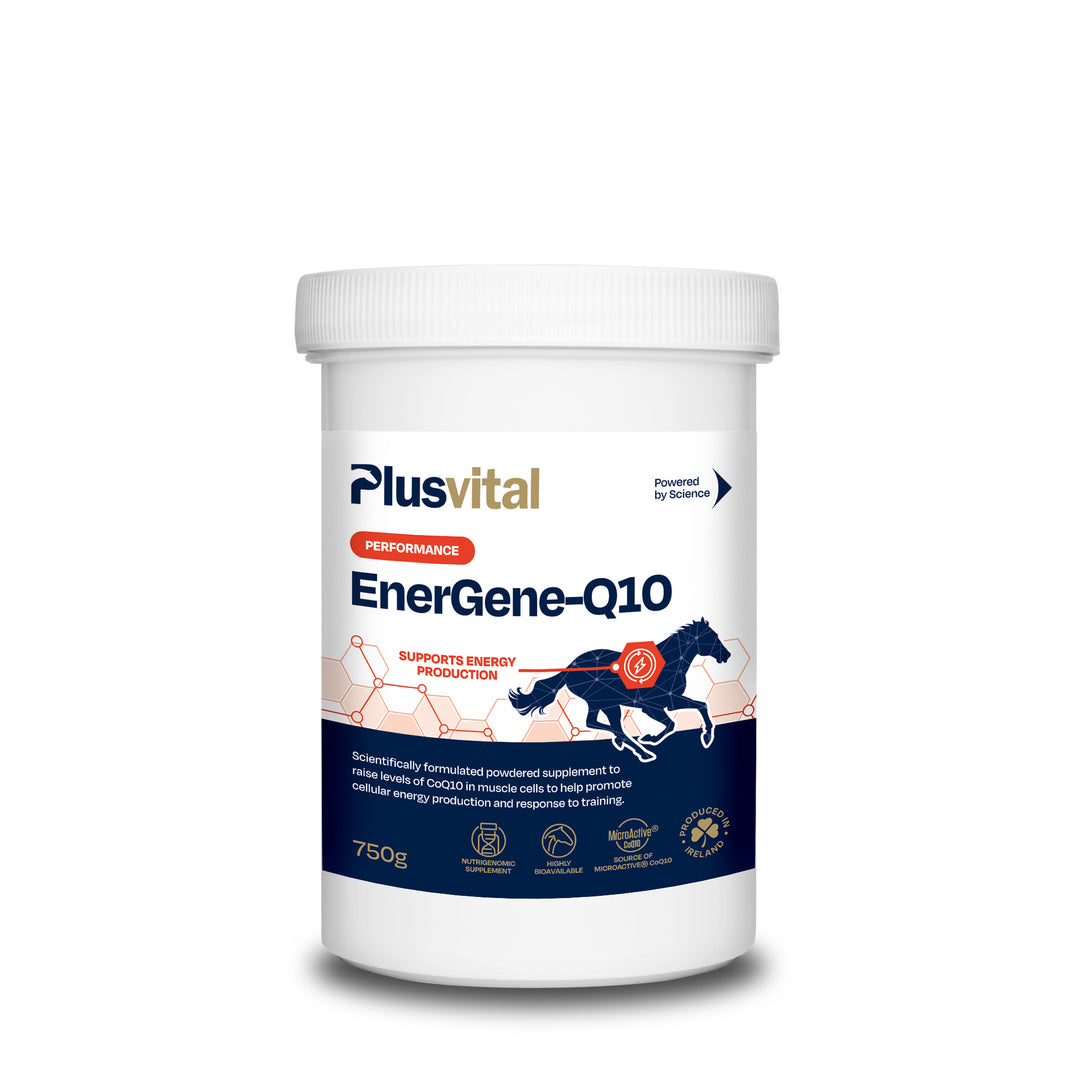 Plusvital EnerGene Q10 - CoQ10 Supplement for Horses