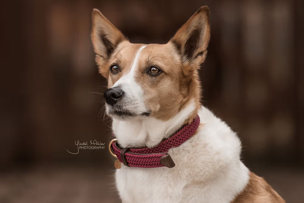 Kentucky Horsewear Plaited Nylon Dog Collar