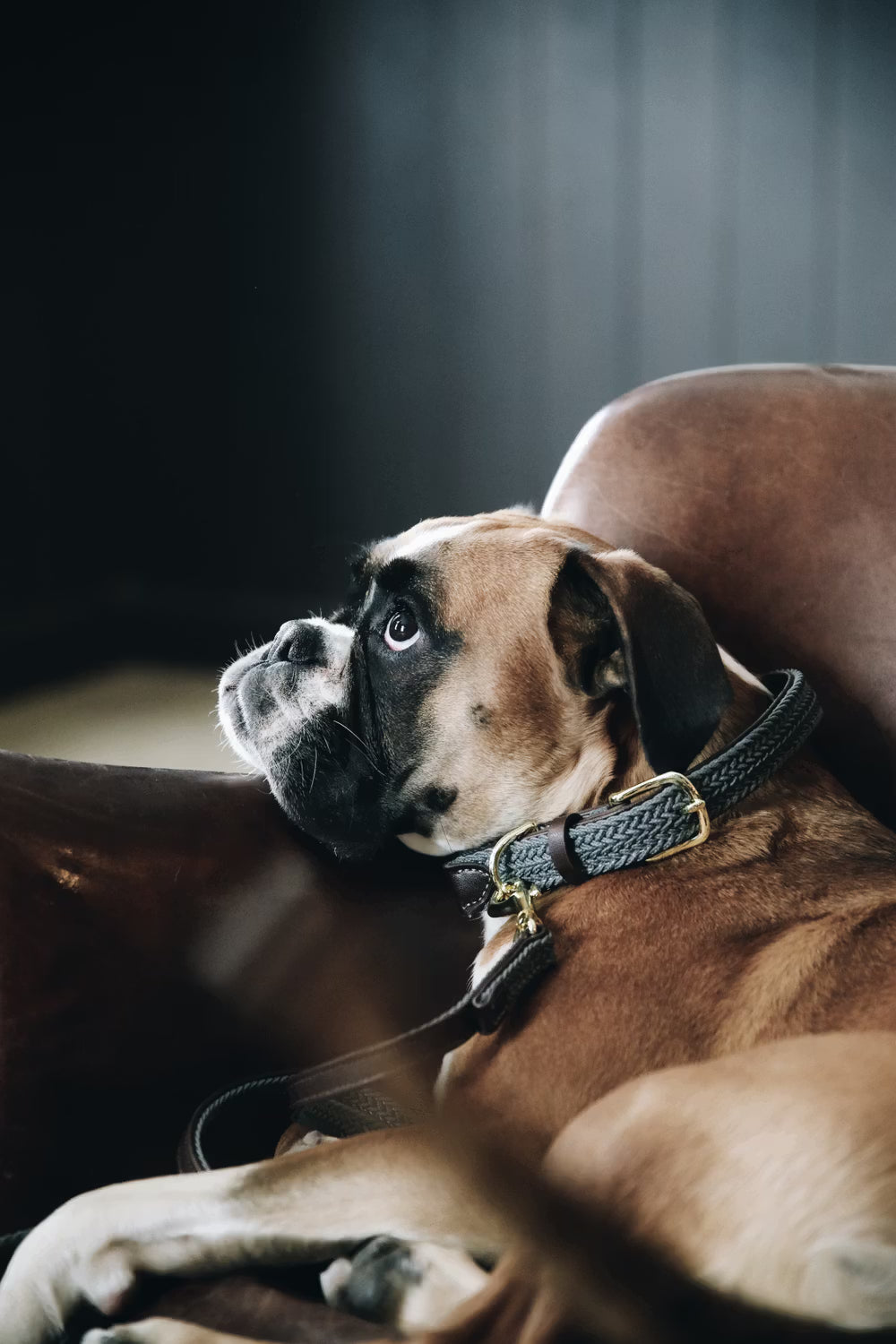 Kentucky Horsewear Plaited Nylon Dog Collar