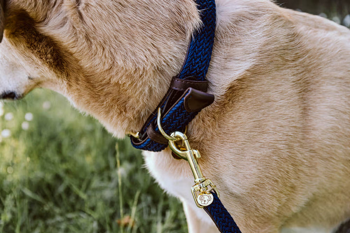 Kentucky Horsewear Plaited Nylon Dog Collar
