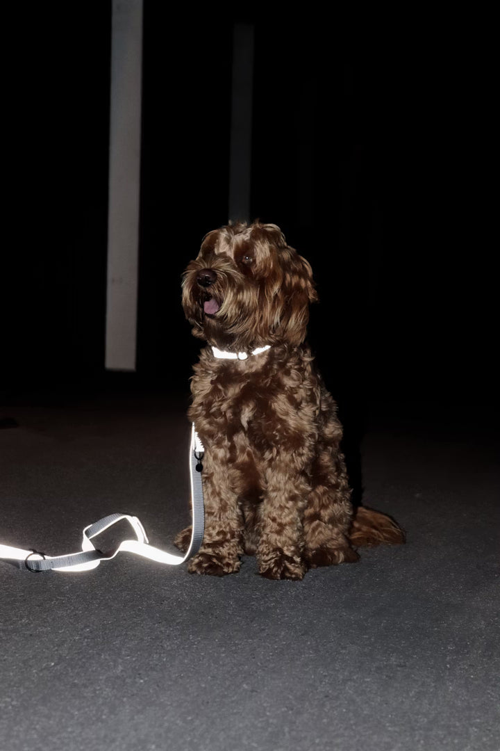 Kentucky Horsewear Dog Collar Reflective