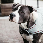 Kentucky Horsewear Dog Coat Waterproof 160g dusty blue