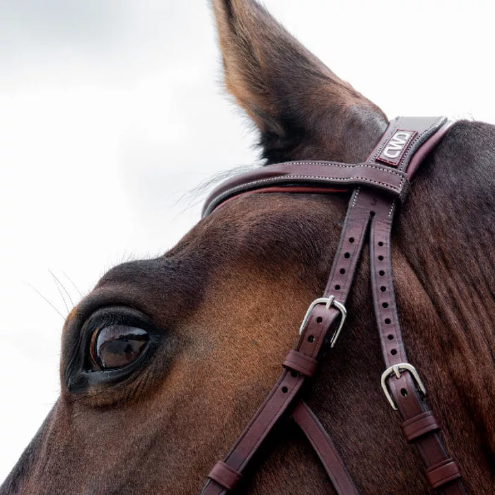 CWD Hackamore Bridle