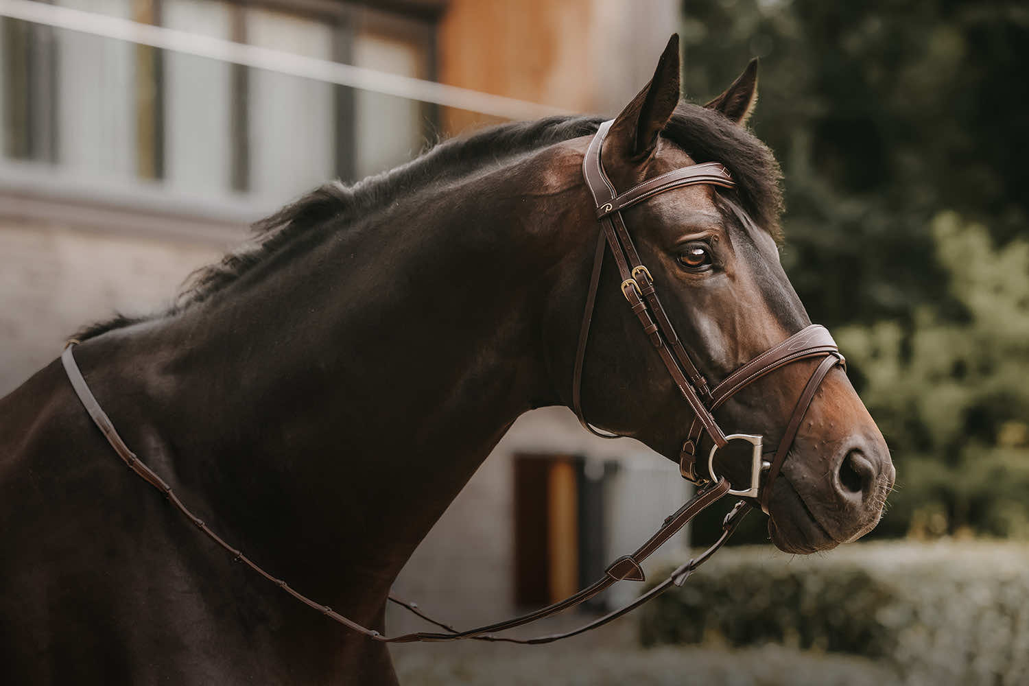 Horses