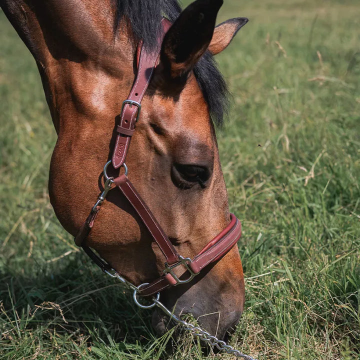 CWD Stable Halter