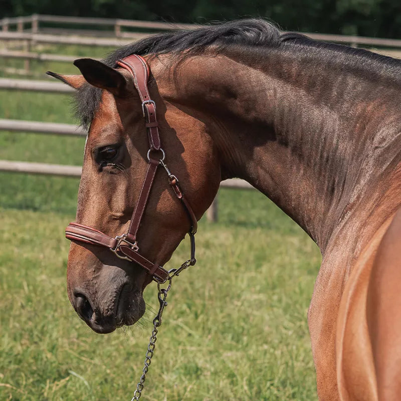 CWD Stable Halter