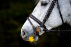 Winderen Flexi Mullen Mouth D-Ring Snaffle Bits