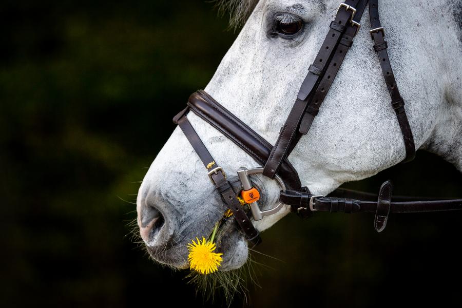 Winderen Flexi Mullen Mouth D-Ring Snaffle Bits