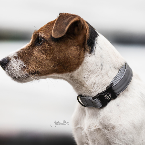 Kentucky Horsewear Dog Collar Reflective