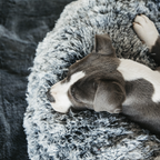 Kentucky Horsewear Dog Bed Comfort Donut