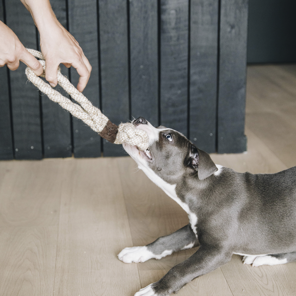 Kentucky Horsewear Dog Toy Cotton Rope 8 Loop