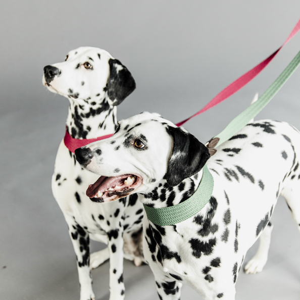 Kentucky Horsewear Dog Lead Jacquard 140 Cm
