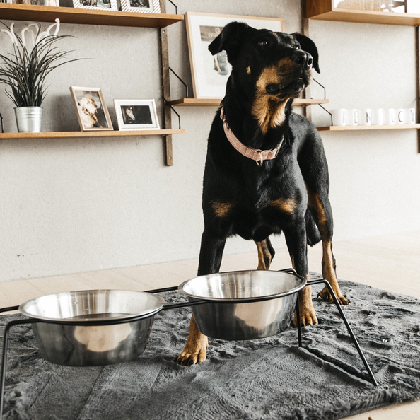 Kentucky Horsewear Dog Bowl Comfort Feeder