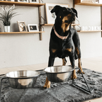 Kentucky Horsewear Dog Bowl Comfort Feeder