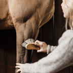 Kentucky Horsewear Middle Hard Brush