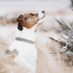 Kentucky Horsewear Dog Collar Pied-De-Poule