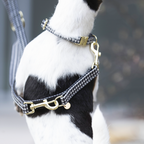 Kentucky Horsewear Dog Lead Pied-De-Poule 2M