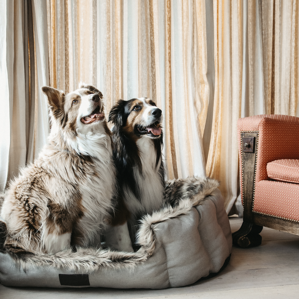DOG BED CAVE