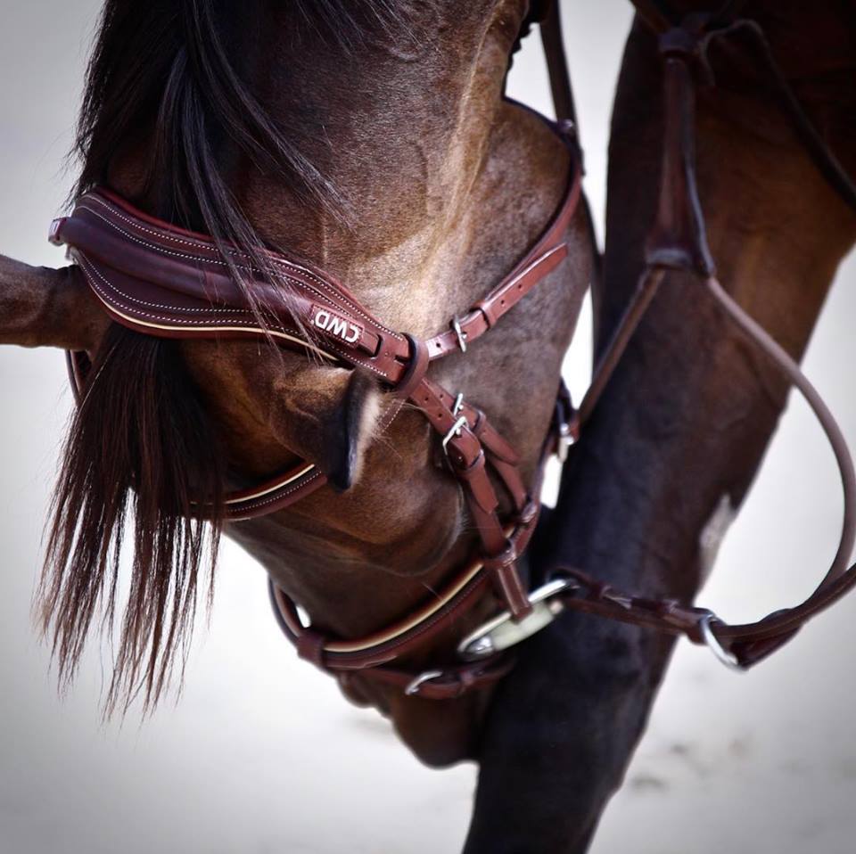 CWD Sport Color Anatomic french noseband bridle with stitching