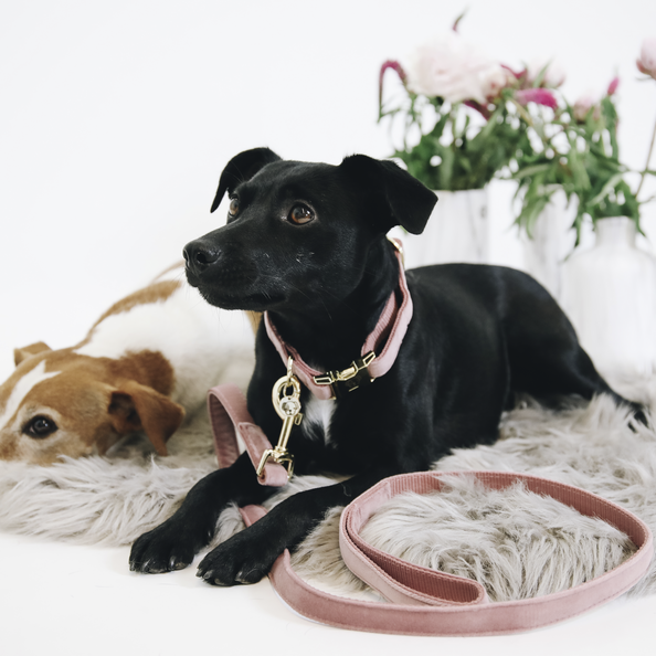 Kentucky Horsewear Dog Lead Velvet 120Cm