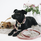 Kentucky Horsewear Dog Lead Velvet 120Cm