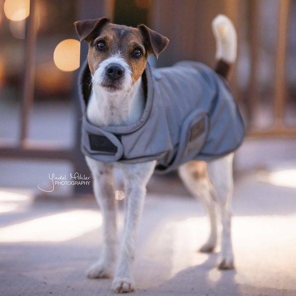 Kentucky Horsewear Dog Coat Reflective & Water Repellent