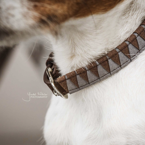 Kentucky Horsewear Dog Collar Triangle