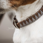 Kentucky Horsewear Dog Collar Triangle