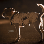 Kentucky Horsewear Dog Coat Reflective & Water Repellent