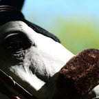 Kentucky Horsewear Sheepskin Noseband Cover